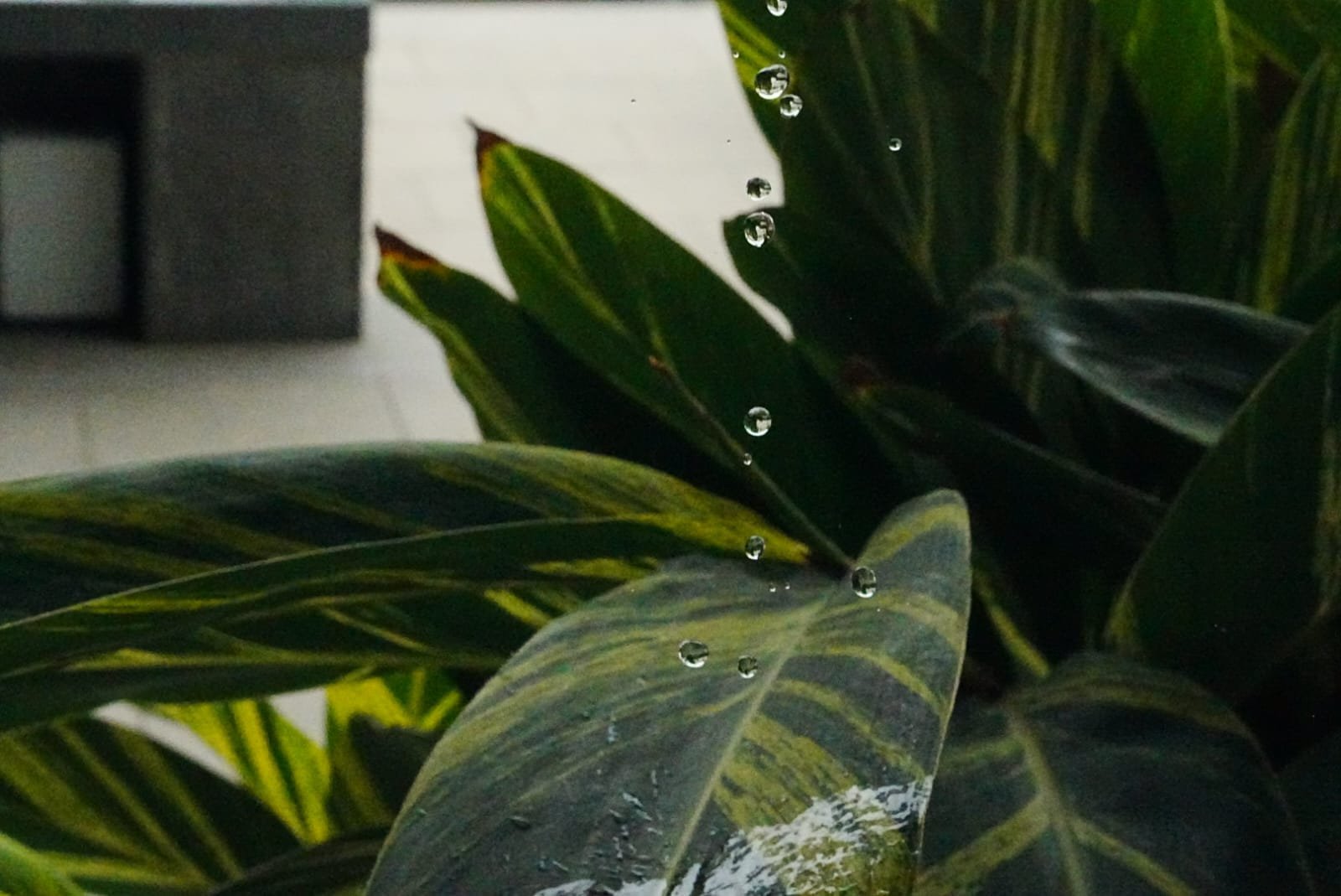 Close-up photograph of water droplets on striped tropical leaves, taken during a photography exercise at PES University