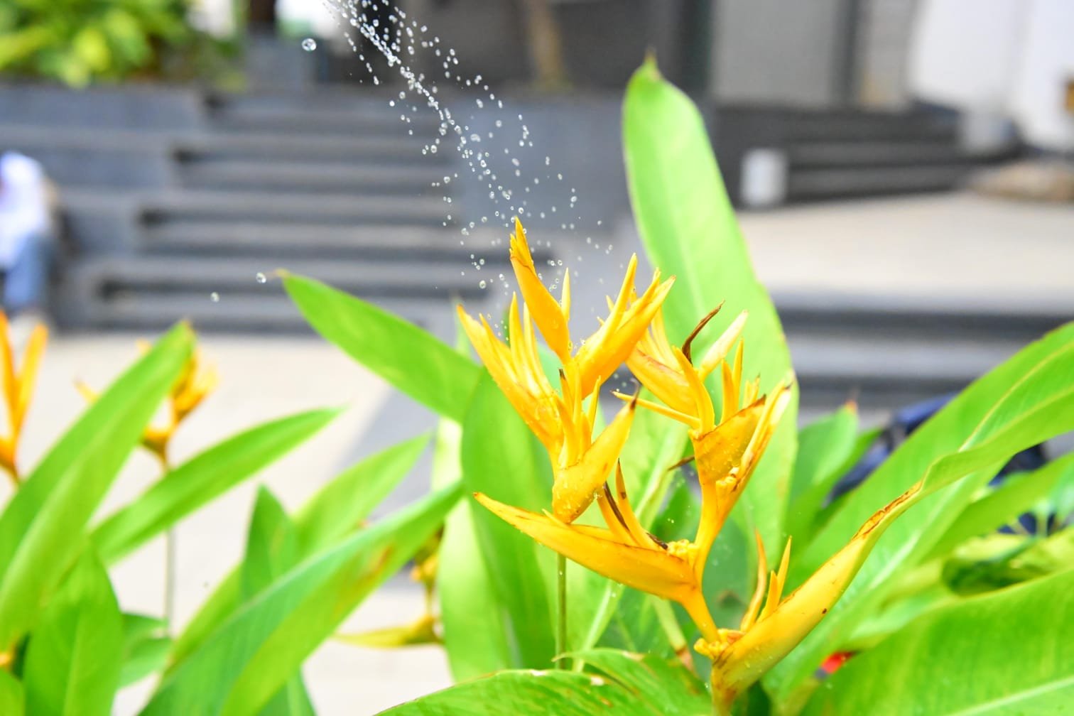 High-speed photograph of water droplets over heliconia flowers taken during a journalism and mass communication photography class at PES University