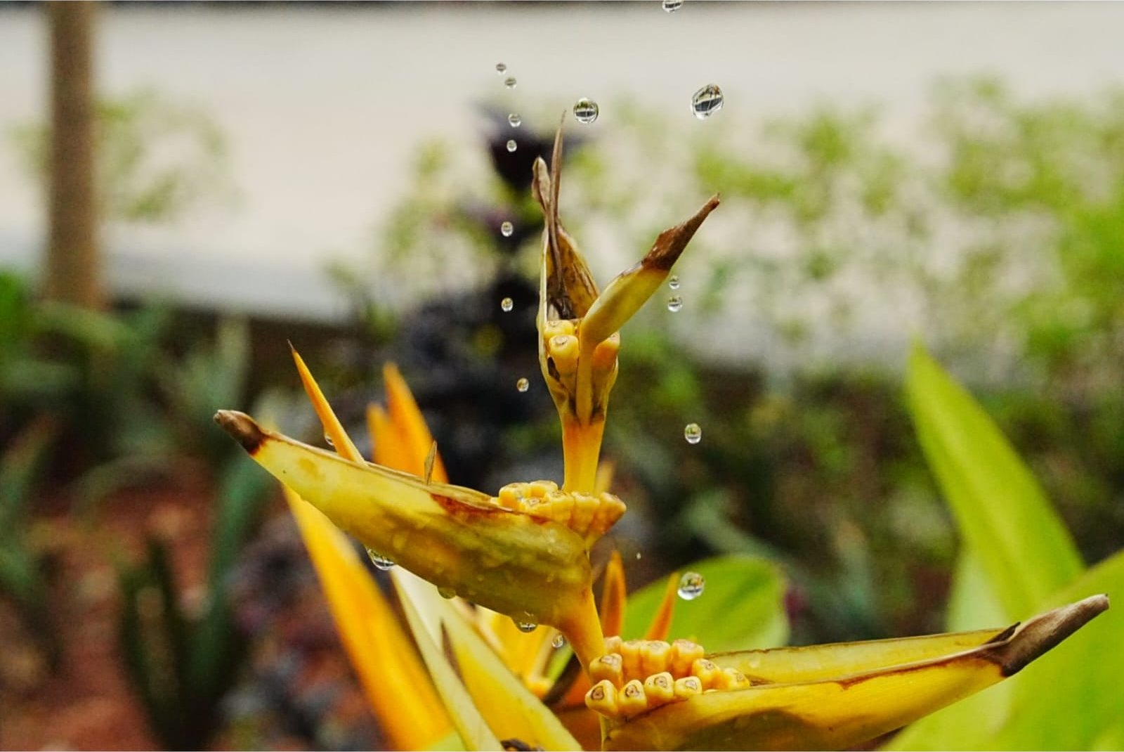 Macro photograph of water droplets falling on a heliconia flower, taken by a journalism and mass communication student at PES University