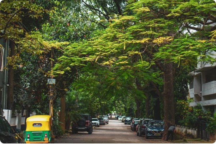 Tree-lined Bengaluru street with an auto rickshaw, photographed by a journalism and mass communication student at PES University